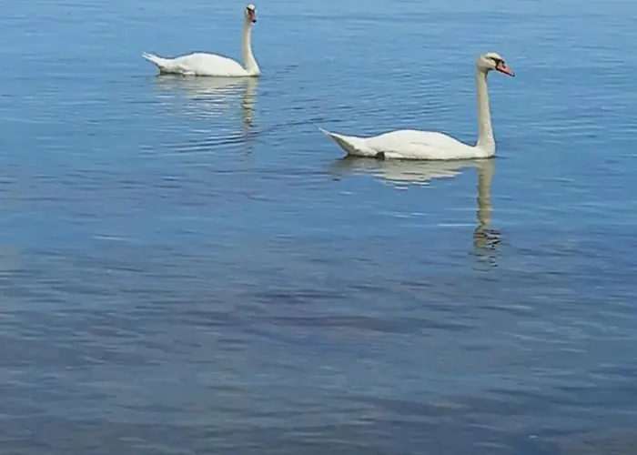 Апартаменты Malahov Поседарье